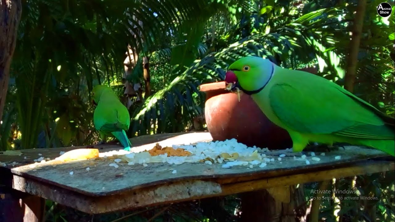 Green Parrots Eating Rice 🦜 | Beautiful Bird Feeding in Nature | Relaxing Wildlife Video
