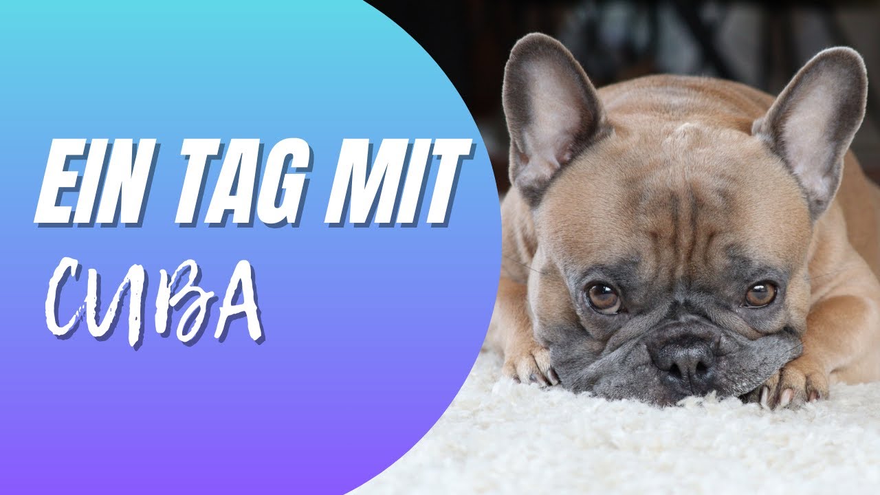 Ein ganz normaler Tag mit meiner Französischen Bulldogge 🐾 | Training, Gassi & Futter