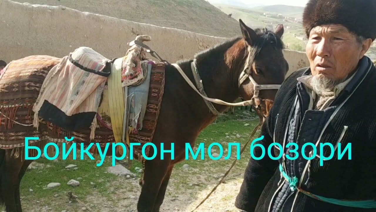 dehqonobod mol bozori boyqurgon mol bozori