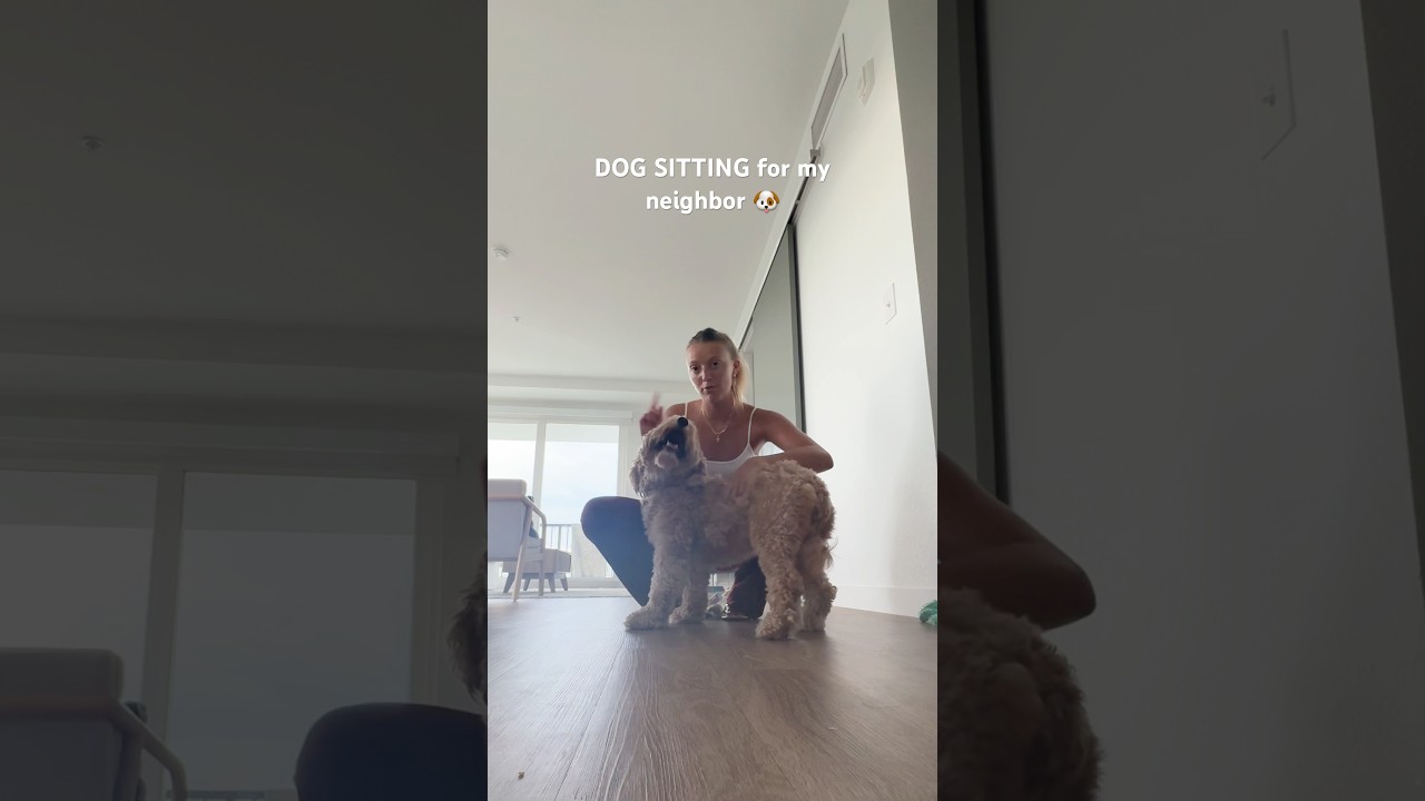 dog sitting for my neighbor 🥹 #dog #goldendoodle #vlog