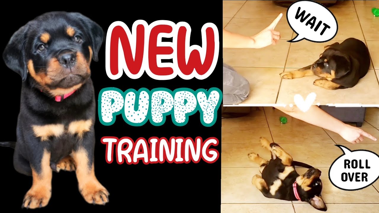 HOW TO Train 8 Week Old Puppy | Tips & Tricks