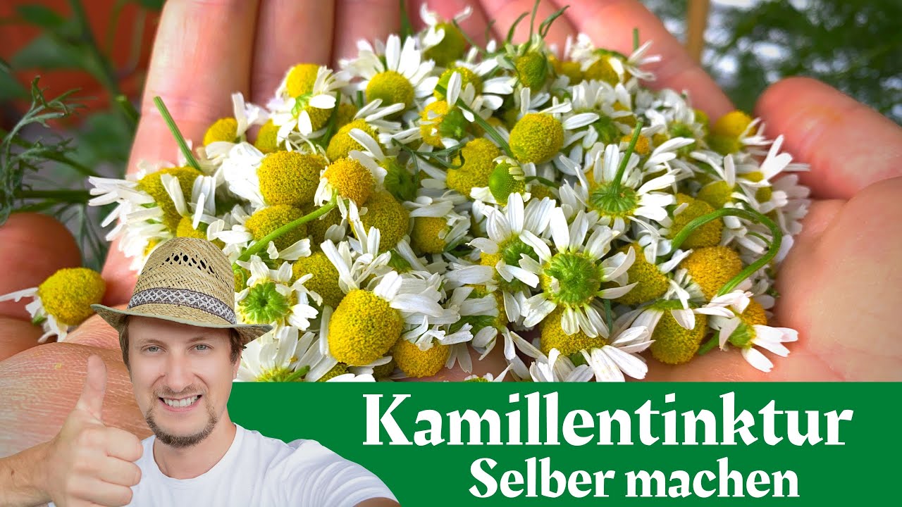 Kamillentinktur selber machen & frisch herstellen 🌞 Mein Kräutertipp