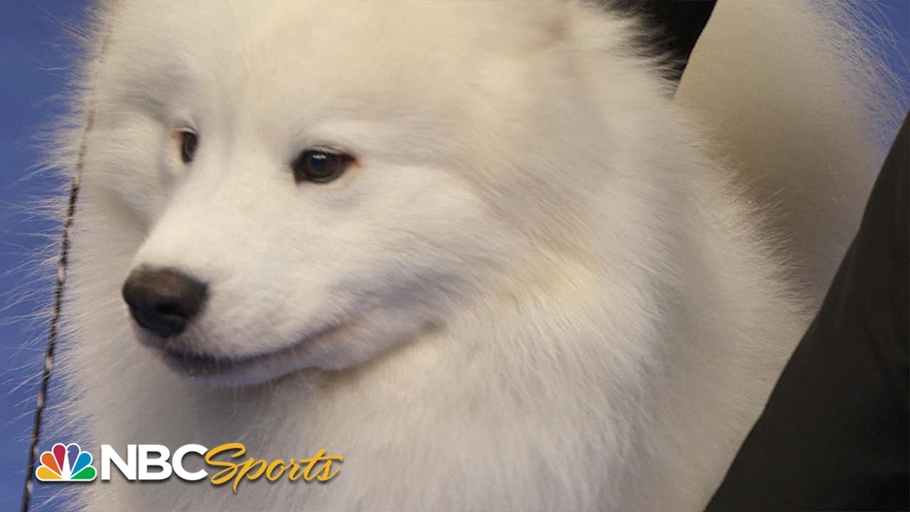 National Dog Show 2022: Working Group (Full Judging) | NBC Sports
