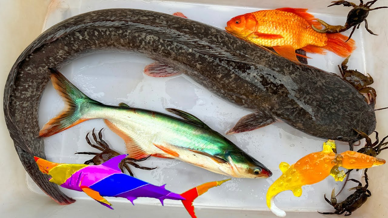 Kem Ốc Chanel ra bờ ao bắt cá mập Baby Shark, cá mập màu xanh, cứu con cua, cá vàng, cá trê, cá sấu.