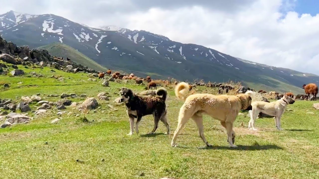 YOĞUN YAĞMURA YAKALANDIK--BEŞO CESARET ÖLÇÜYOR▫️4K▫️