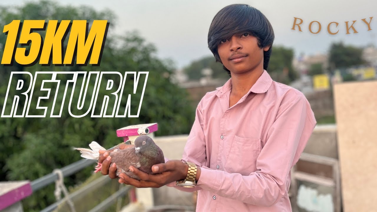 કબુતર ઉડાડ વાની સરત થઈ ગઈ || 15 Kilomitar ritan Kabutar Home || #rockyvlog #vlog #kabutar 