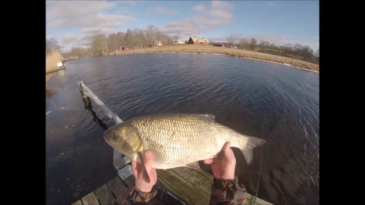 Jazie z Nätrabyån 17.02 2016  (Nättrabyån Id )
