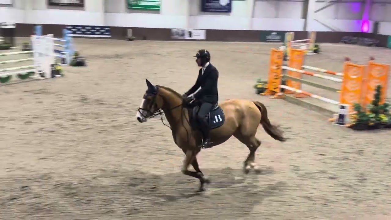 2019 mare by Chacfly | Foxhunter class