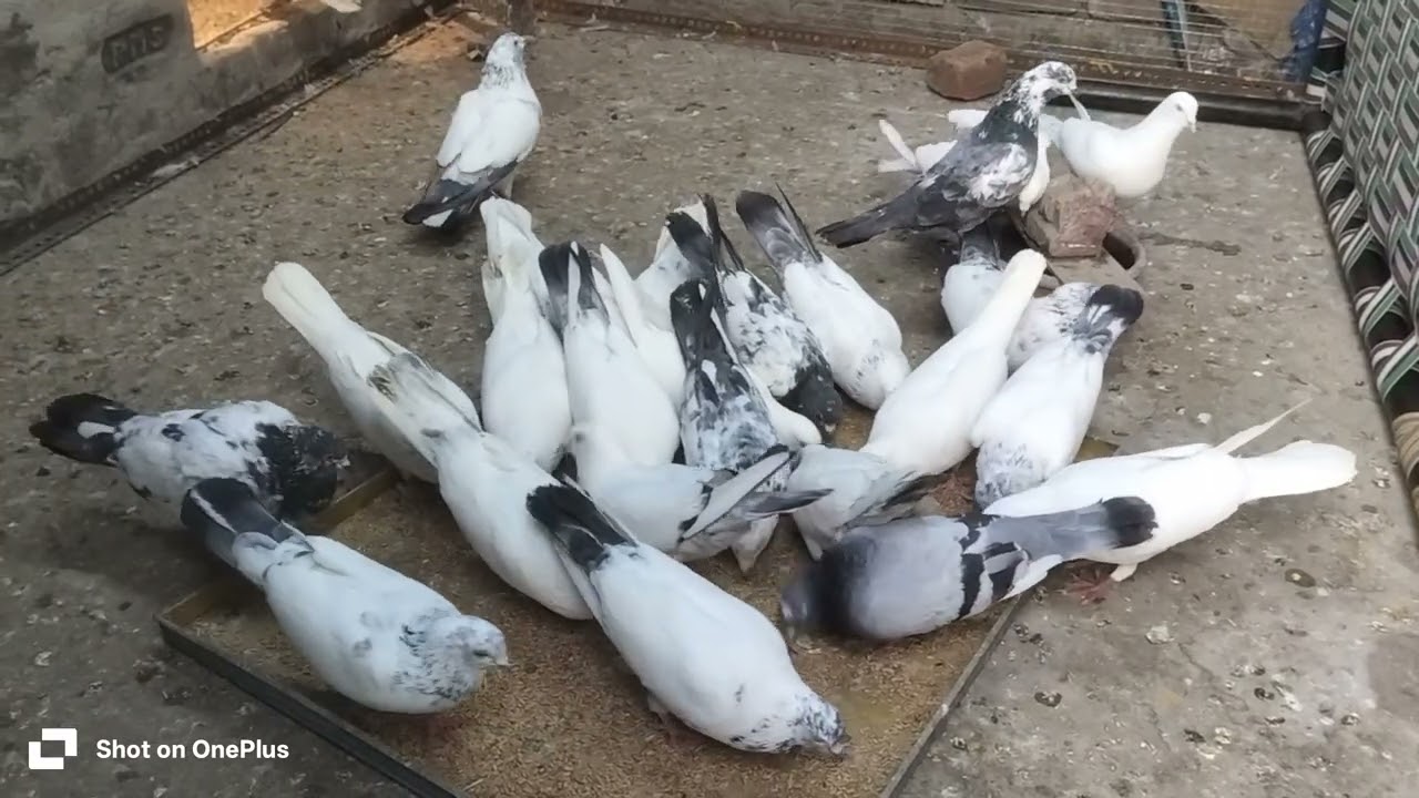 New vlog 👀👀👀🕊️