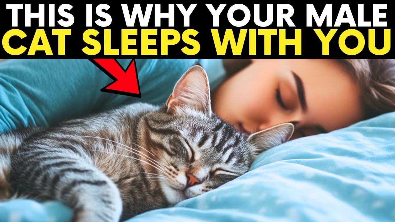 If Your MALE Cat Sleeps With You, He's Trying To Tell You This...