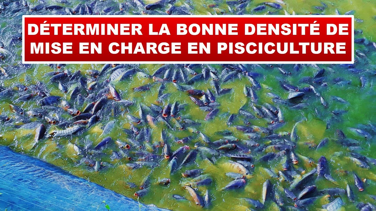 Déterminer la bonne densité de mise en charge en pisciculture