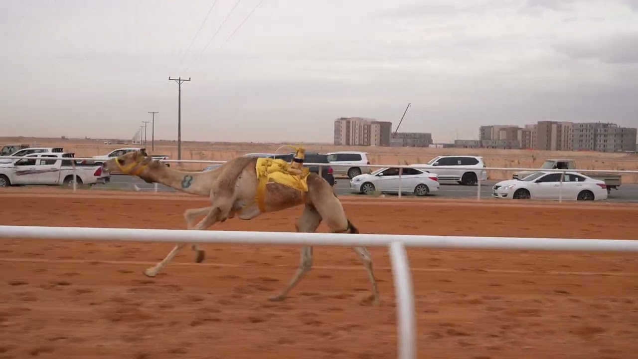 الشوط السادس قعدان جذاع(الفايز) للمالك/فهيد فراج علوش ال دهيمان السبيعي