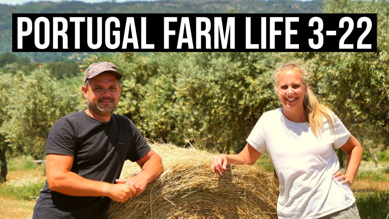 ORGANIC VEGETABLES and Tractor Harvest | PORTUGAL FARM LIFE S3-E22 ⚡