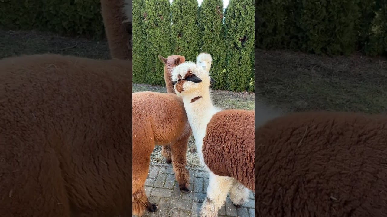 A ten znowu #alpakitotu #wojtkowyje #alpaca #markawłasna 
