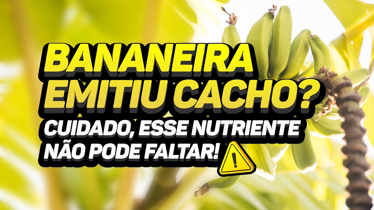 NUTRIENTES MAIS IMPORTANTES QUANDO A BANANEIRA EMITE CACHO