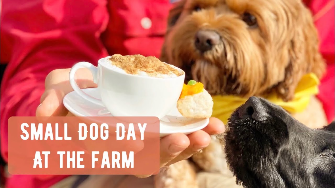 Small Dog Day at the Farm