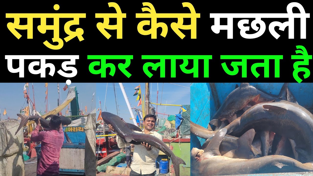समुंद्र से कैसे मछली पकड़ कर लाया जता है veraval port cktv india