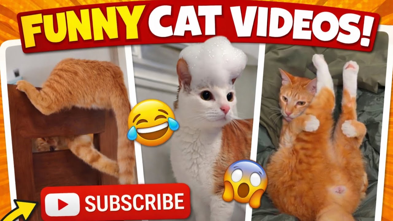 NO BRAIN, JUST CAT 🤣