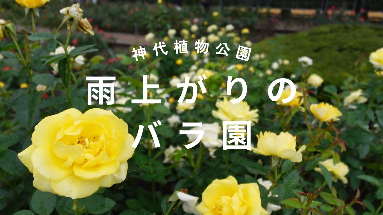 【神代植物公園】雨上がりの薔薇園はとても美しかった！#神代植物公園  #バラ #還暦夫婦