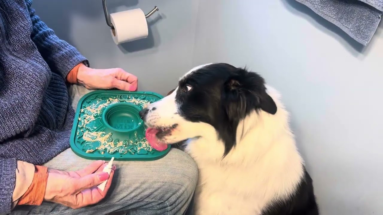 Using a lick mat to give Skip his eye meds!