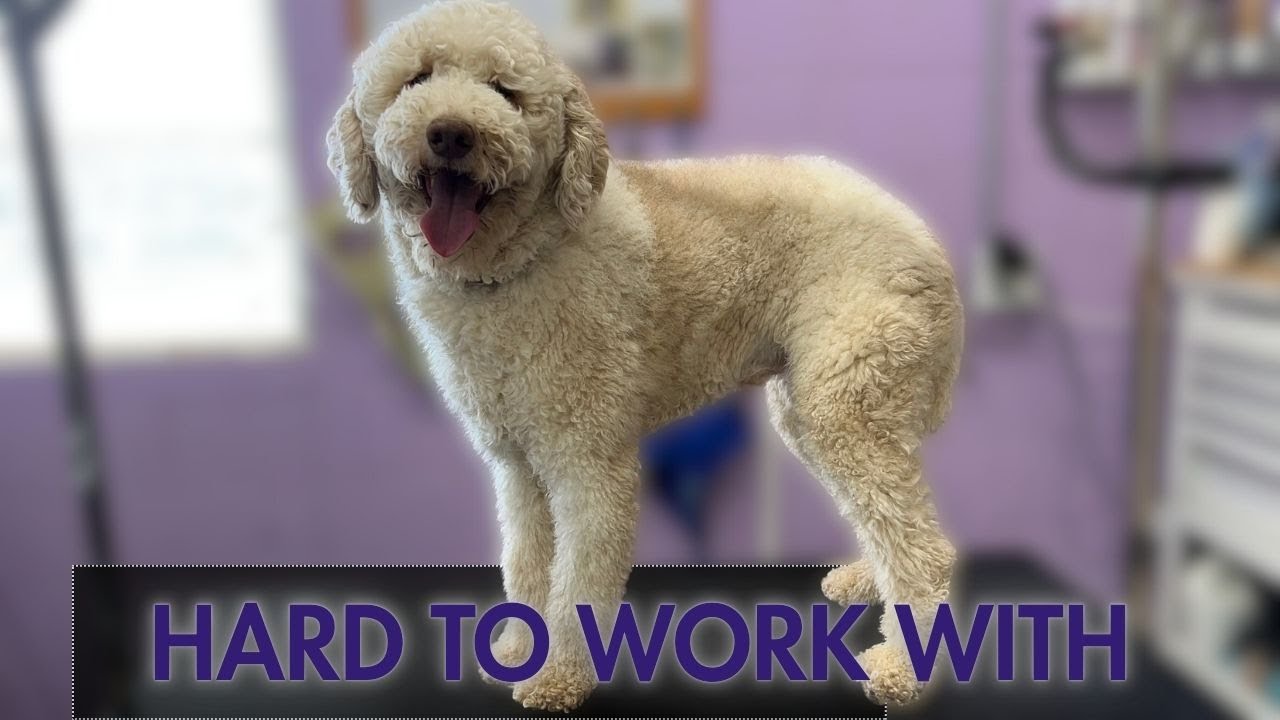 I STRUGGLED!! He has THE MOST DIFFICULT COAT to work with!!