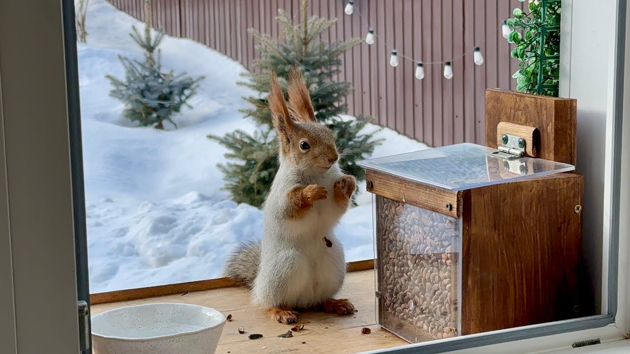 Pregnant Mama Squirrel Packing on the Pounds