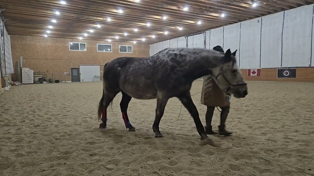 Kris & Cestus- backing and sidestepping Feb 4 2026 