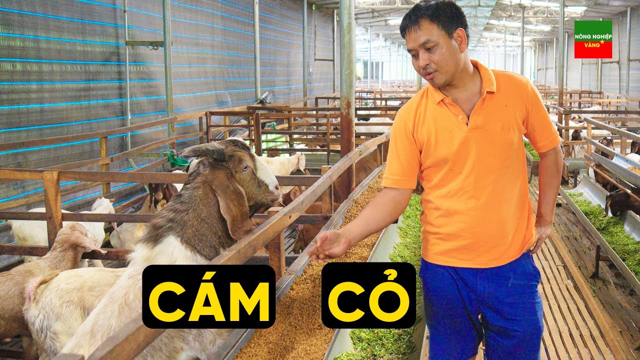VÌ SAO NUÔI DÊ CẦN CHO ĂN CỎ VÀ CÁM RIÊNG BIỆT?