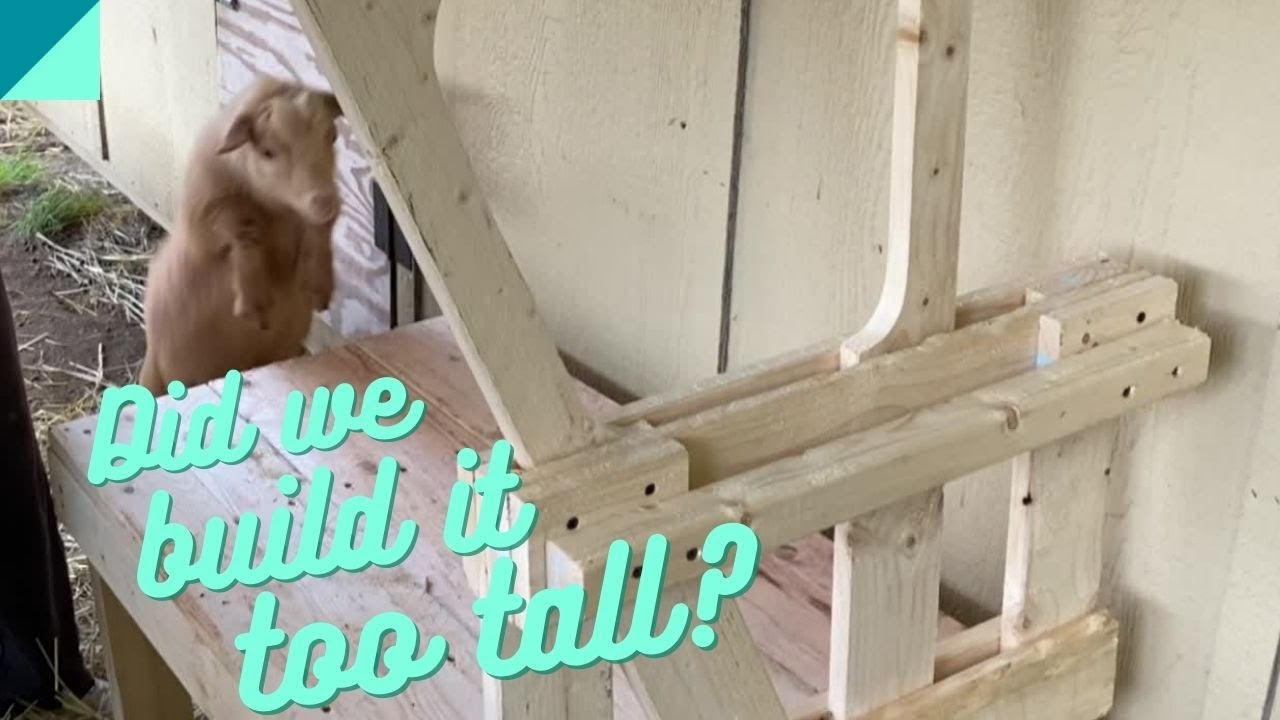 Building a goat milk stand