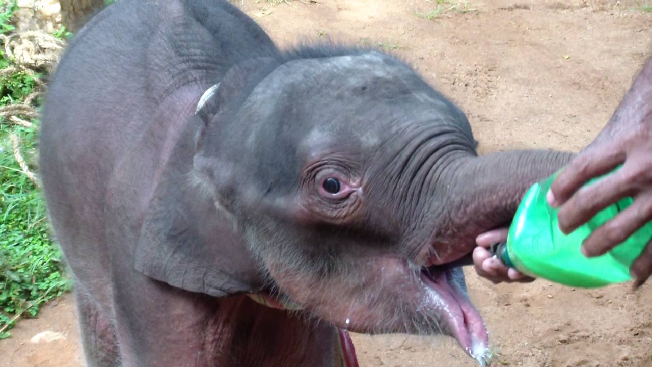 Milk feeding to rescued Baby elelphnat