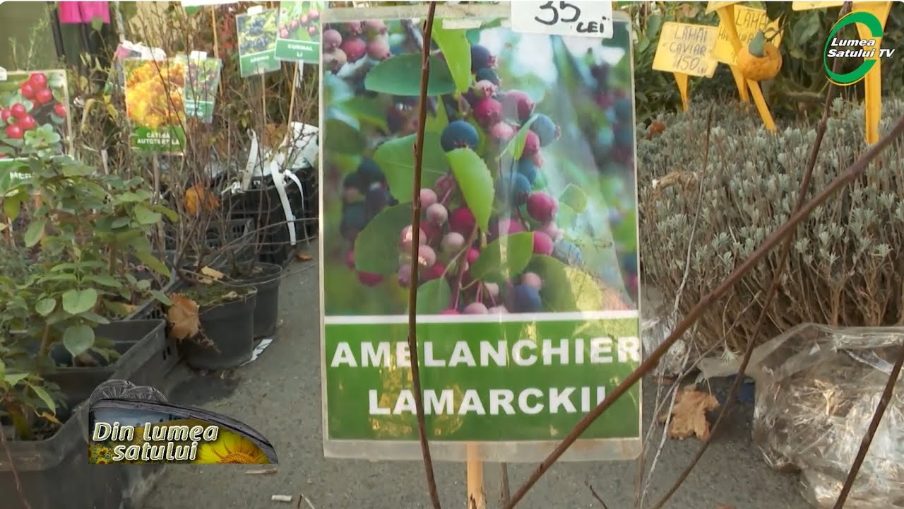 Ce trebuie să știi despre amelanchier (pomul cu stafide)