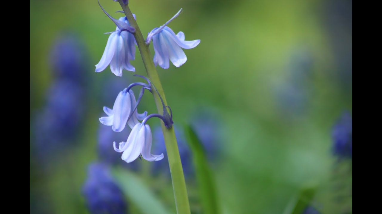 Bluebell bulb planting