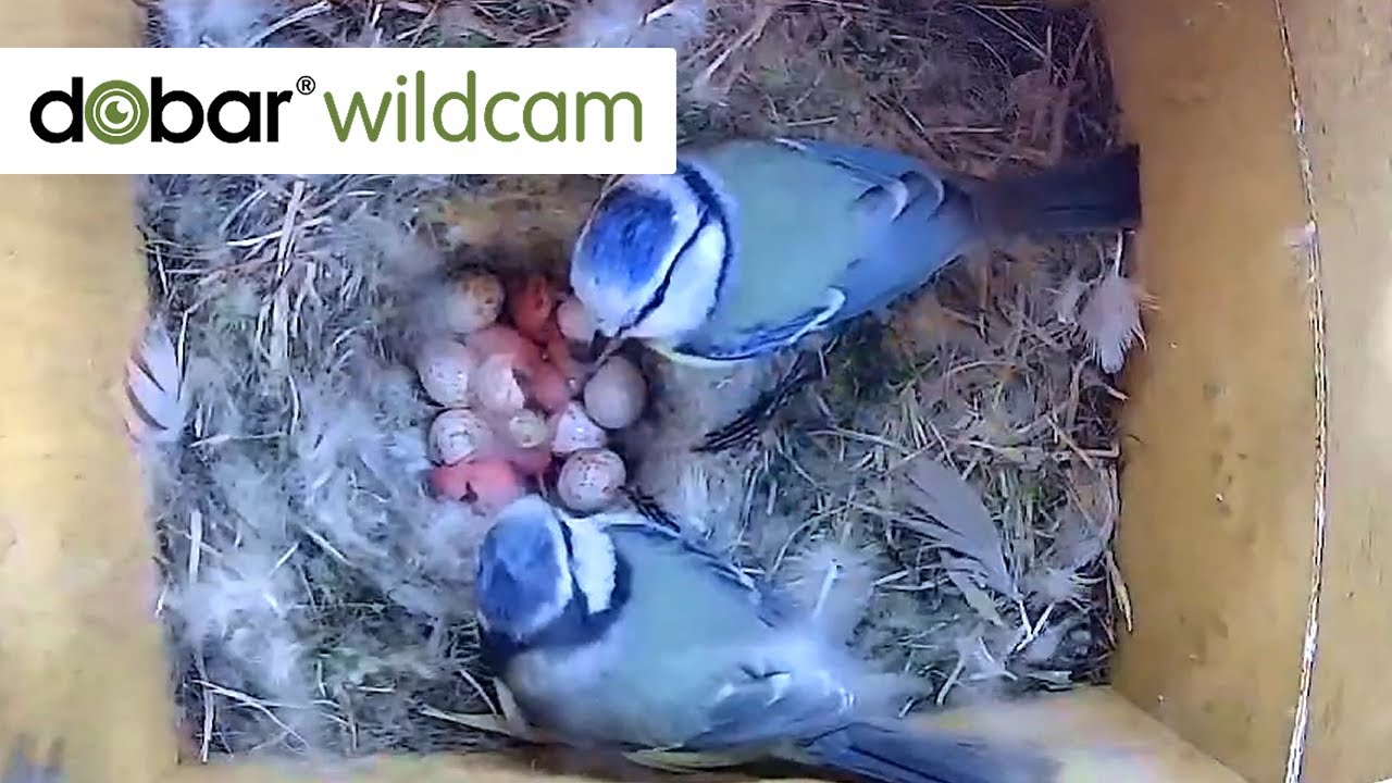 Blaumeisenpaar Blue und Sky - alle 13 Küken sind geschlüpft 🐣!