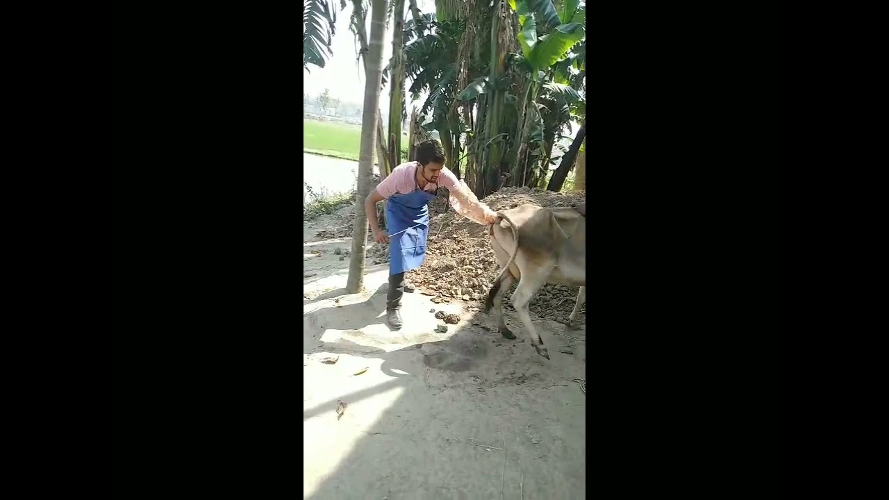 sahiwal cross with local cow by artificial insemination 💯 SUCCESS