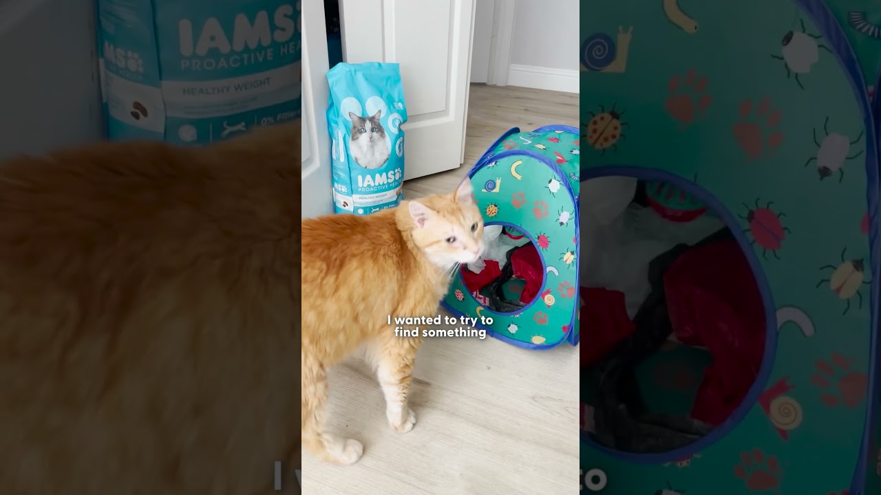 Коробка для переезда &mdash; любимая вещь этого кота | The Dodo