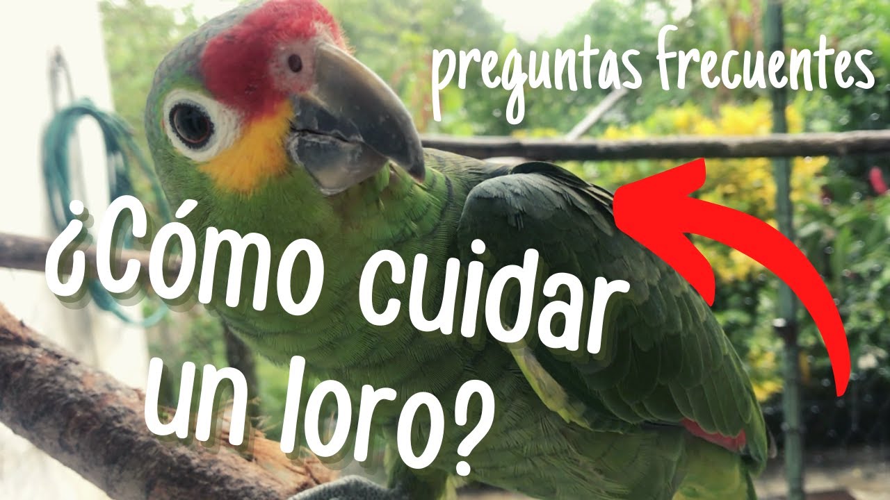 COMO CUIDAR UN LORO | Preguntas Frecuentes
