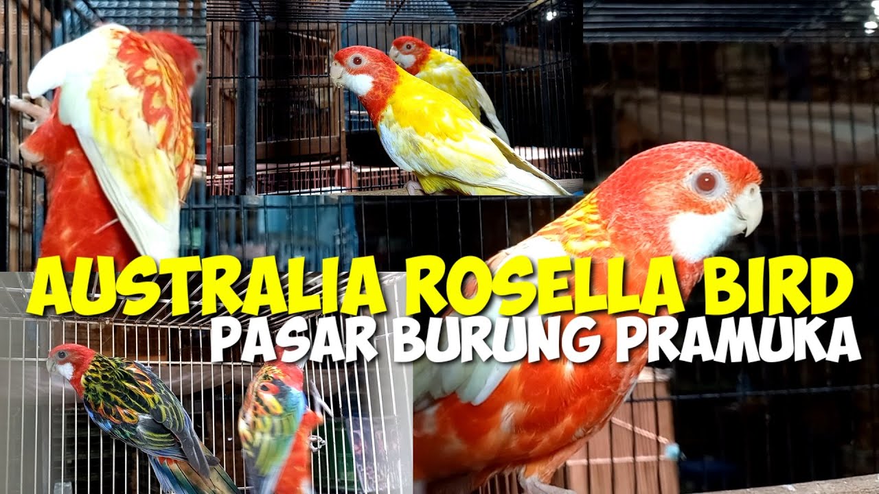 ROSELLA BIRD!!!HARGA BURUNG PARUH BENGKOK DIPASAR BURUNG PRAMUKA KIOS HAJI ABU