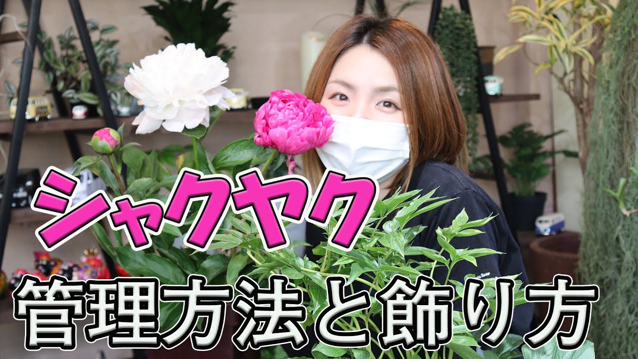 シャクヤク お手入れ・管理方法・飾り方【おうちでガーデニング】開花園チャンネル