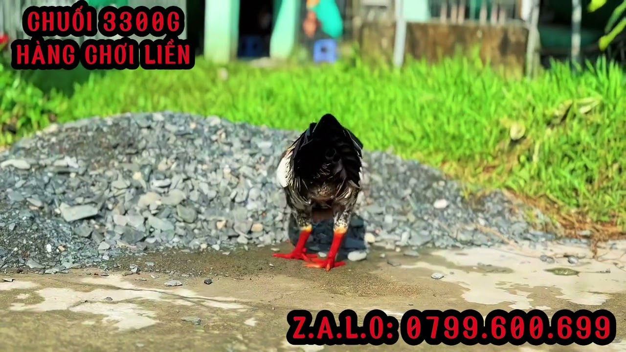 TG - Trần Cường. #top 3 Giỏi (1/3). ALO 0799.600.699