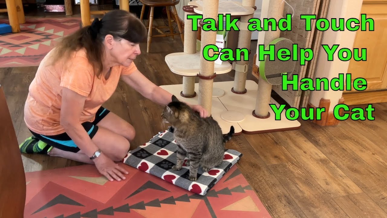 Talk and Touch Can Help You Handle Your Cat