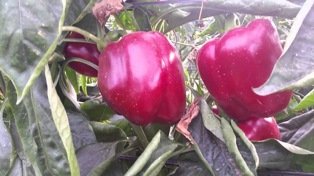 PIMIENTO CALIFORNIA