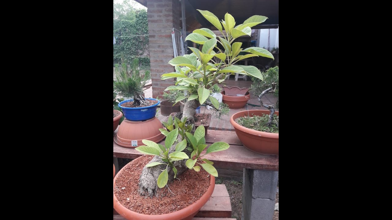 Trabajo de poda Ombu en primavera