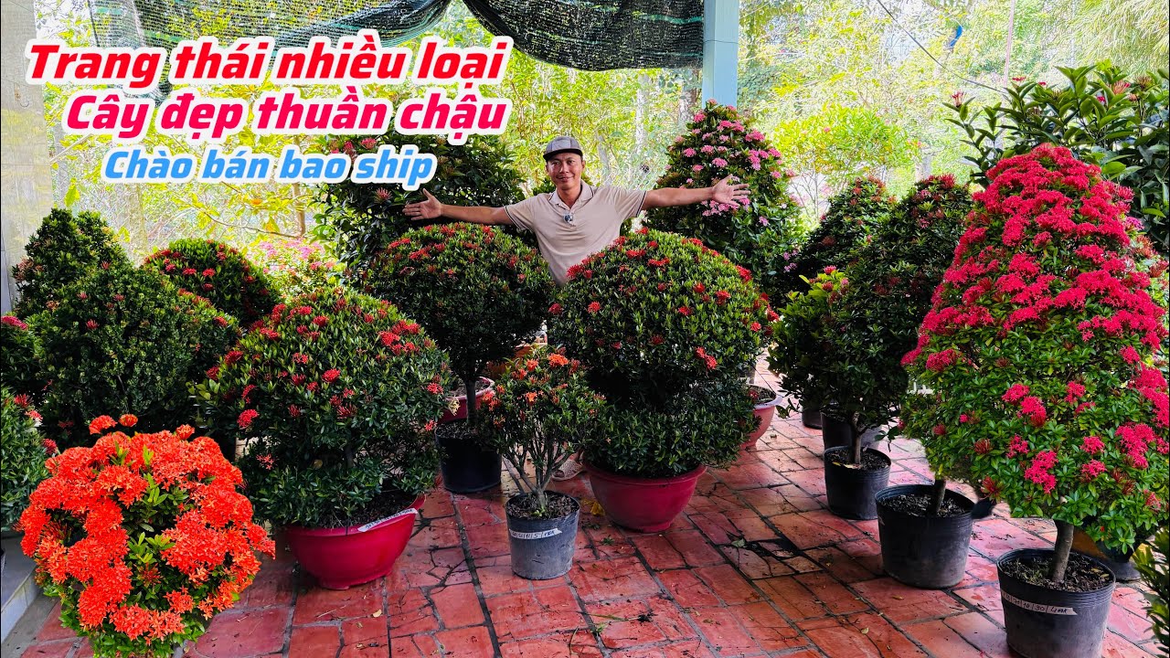 Trang nhiều loại cây đẹp thuần chậu chào bán bao phí ship..28/12😘📲 0939.759.294.Hoài-Nguyễn 