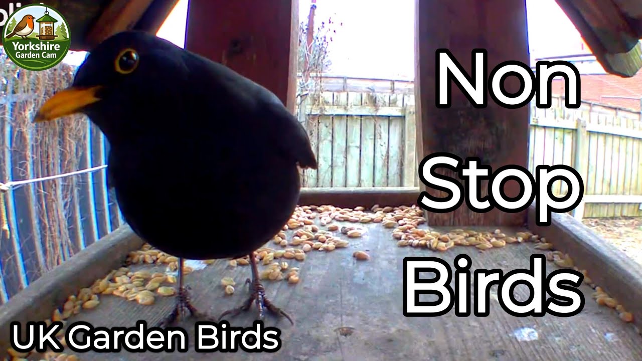 Non Stop Birds | UK Garden Birds | Bird Table Camera