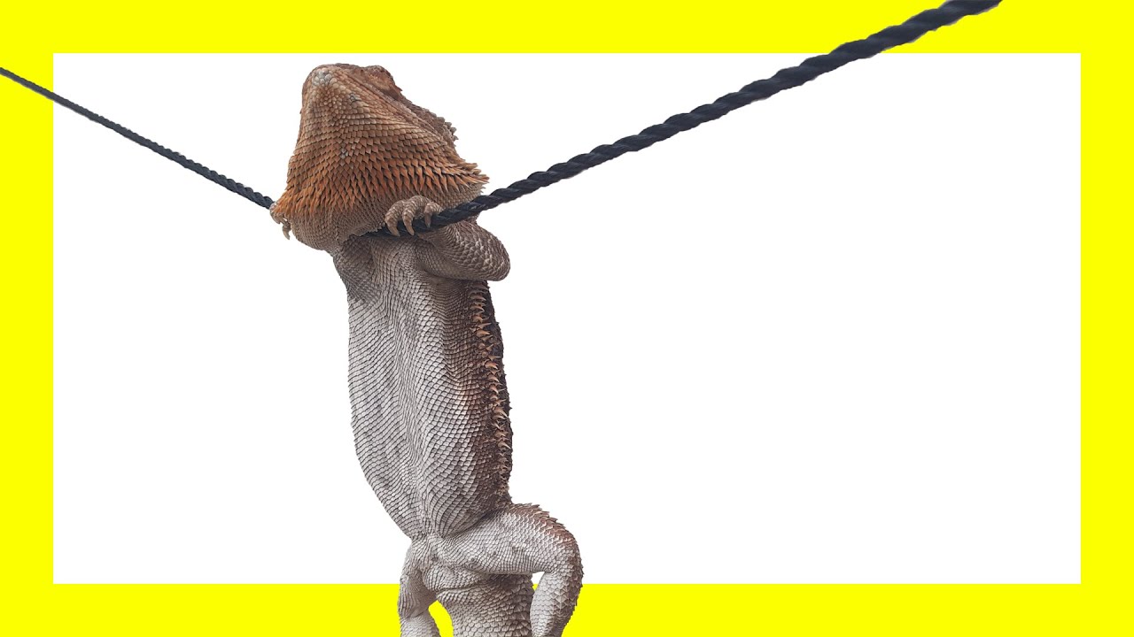 💥Las 5+1 COSAS que DEBES SABER antes de tener una POGONA! [ pogonas ]