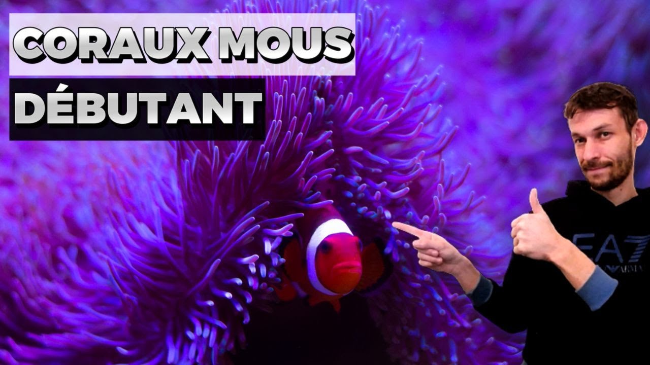 Quels coraux choisir - Les meilleurs coraux pour débutant - aquarium récifal
