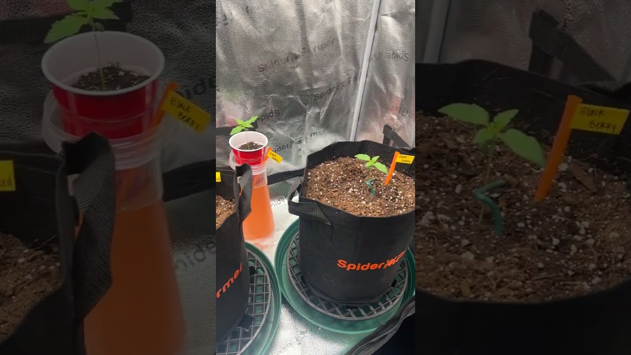 My First Grow. EVER. Using a Spider farmer 2x4 tent with a SF2000 Samsung LED grow light.