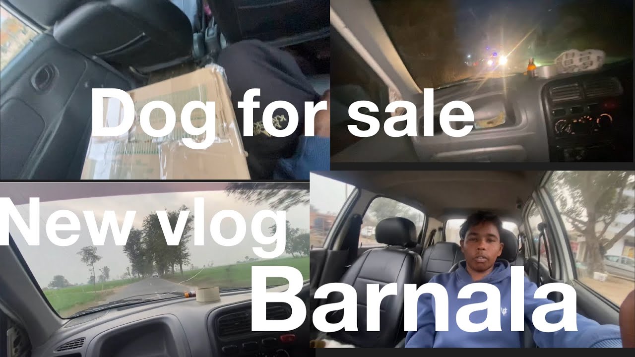 Dog for sale Barnala 