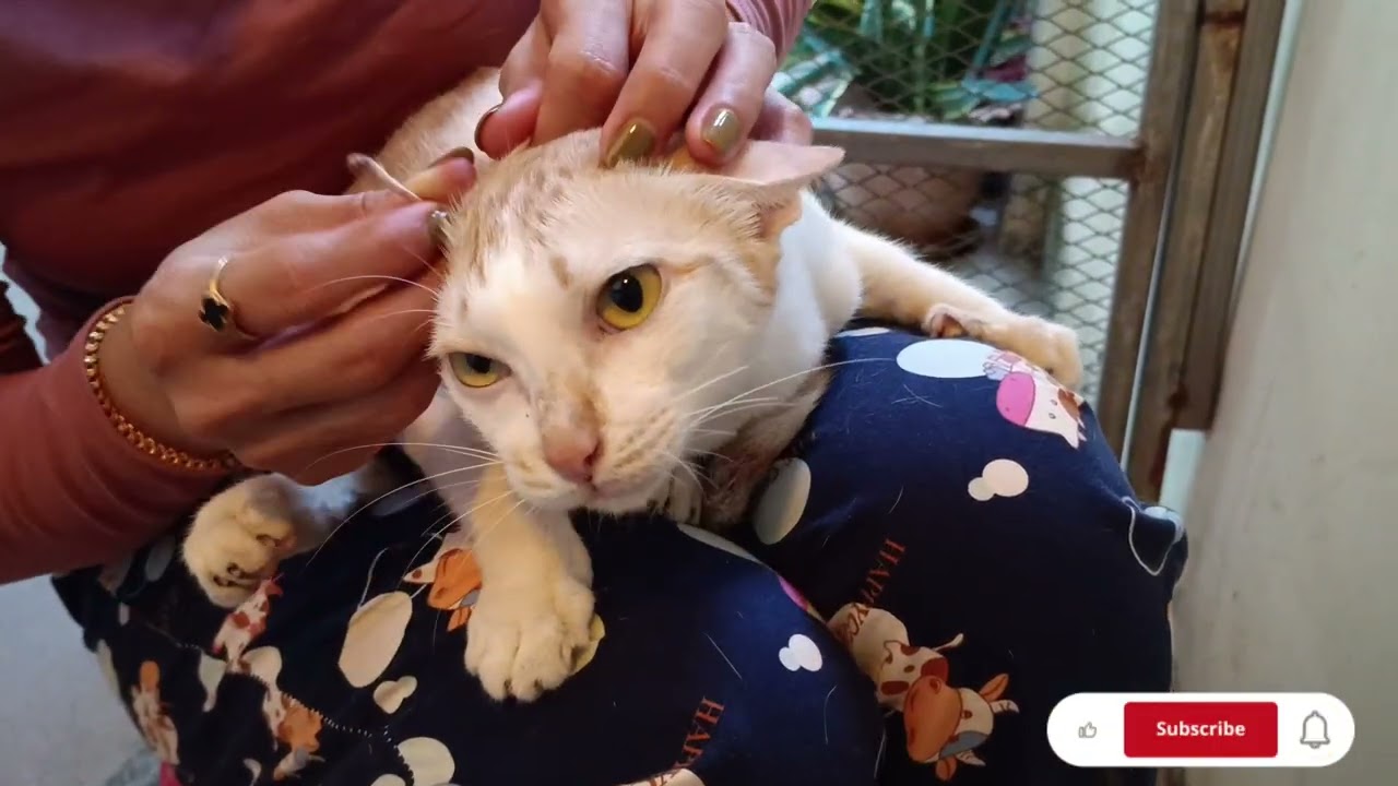 Cat Ear cleaning Deep clean Satisfied | Meow Family