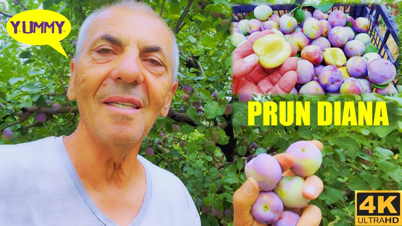Prunul Diana - fructul este frumos, mare, rotund si gustos